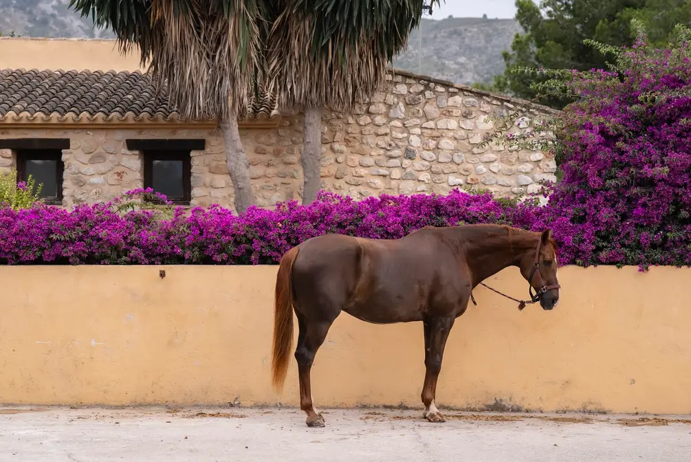 horse properties spain