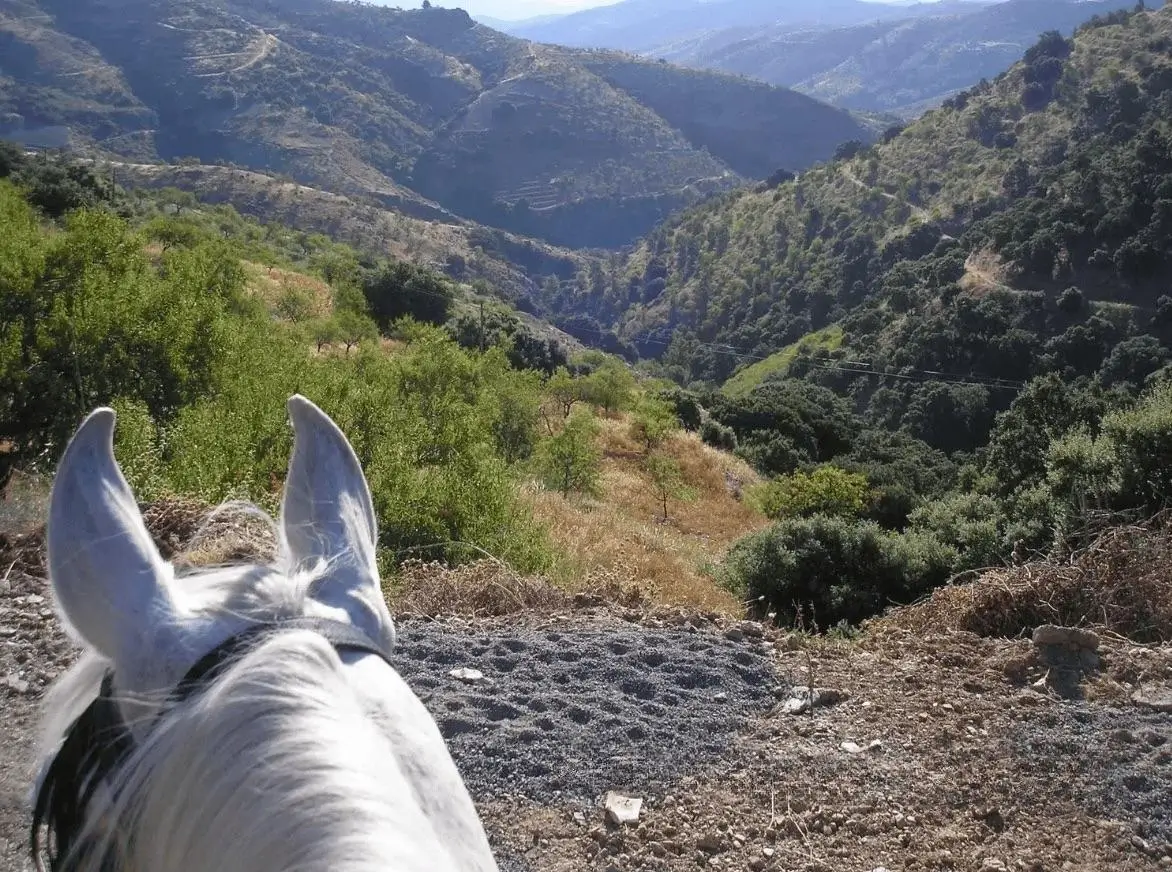 Relocating to Spain with Horses: Dream, Reality, and Preparation